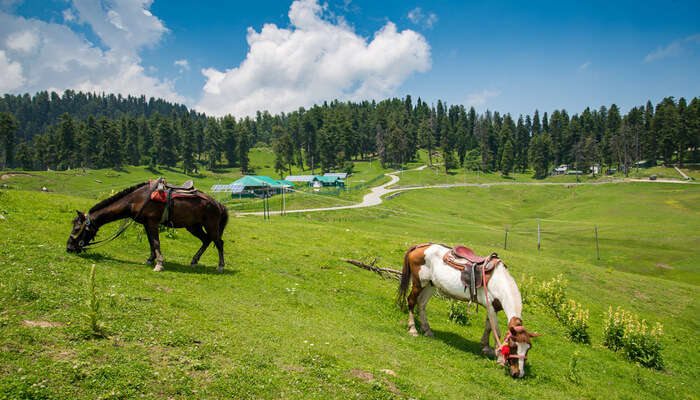 blossom kashmir